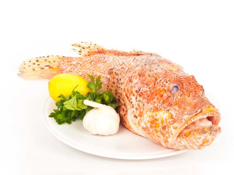 cabracho pescado - Pescado blanco (lista de pescados blancos)